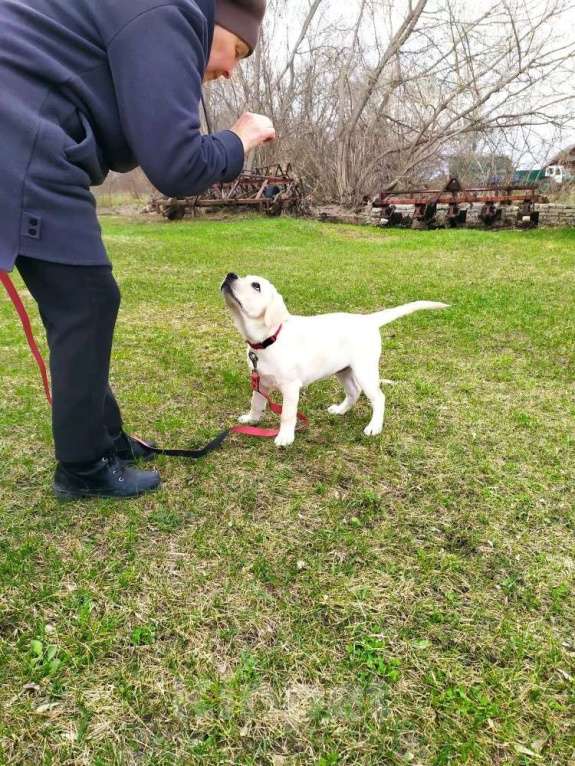 Собаки в других городах Ульяновской области: В поиске самых лучших родителей Девочка, 80 000 руб. - фото 6