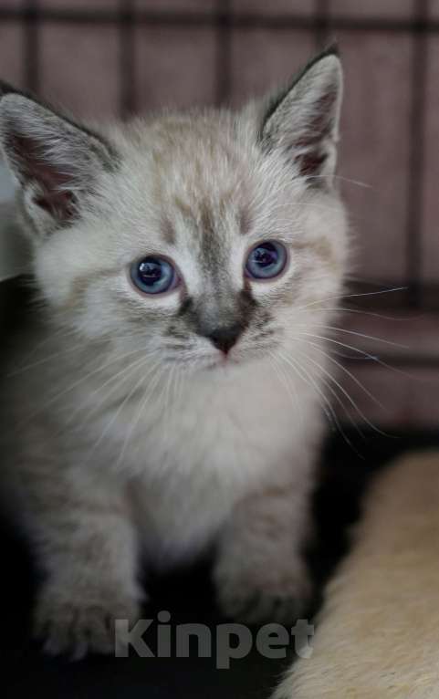 Кошки в Москве: Халва ищет дом Девочка, Бесплатно - фото 1