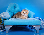 Кошки в Красноярске: Котята шотландские,золотая шиншилла Девочка, 25 000 руб. - фото 4