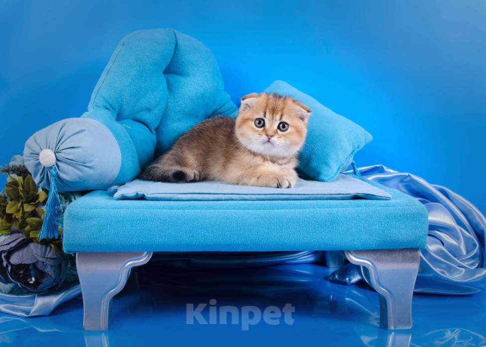 Кошки в Красноярске: Котята шотландские,золотая шиншилла Девочка, 25 000 руб. - фото 4