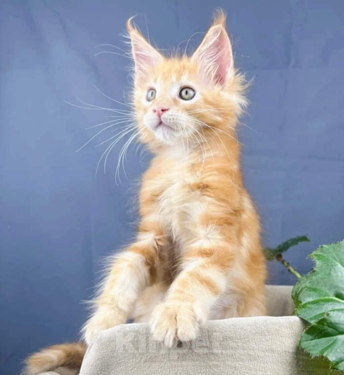 Кошки в Липецке: Котята мейн-кун Разнополые, Бесплатно - фото 4