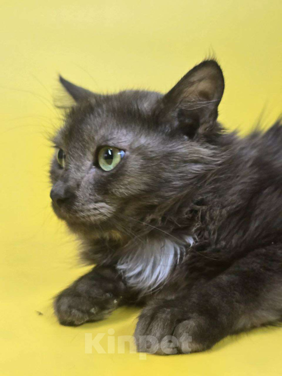 Кошки в Москве: Котик Юша ищет семью Мальчик, Бесплатно - фото 6