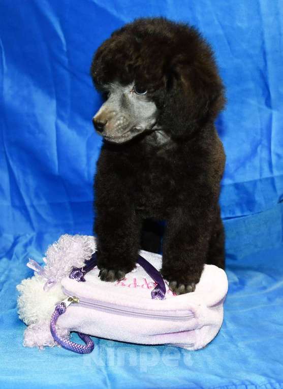 Собаки в Долгопрудном: Щенок  пуделя серебристый ДЖЕНТЛИ БОРН  ФЛЭШ РОЯЛЬ Мальчик, 150 000 руб. - фото 5