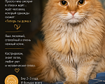 Кошки в Москве: Котик в добрые руки Девочка, Бесплатно - фото 1