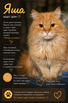 Котик в добрые руки