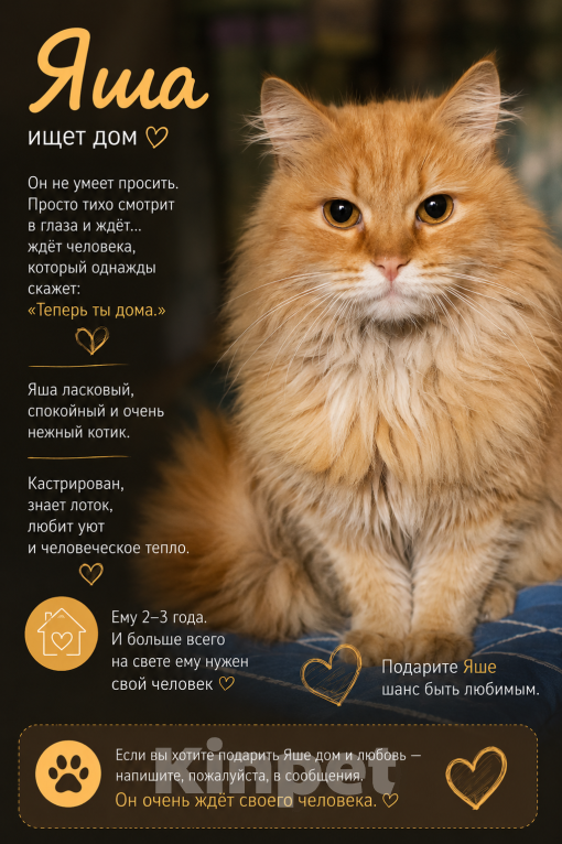 Кошки в Москве: Котик в добрые руки Девочка, Бесплатно - фото 1
