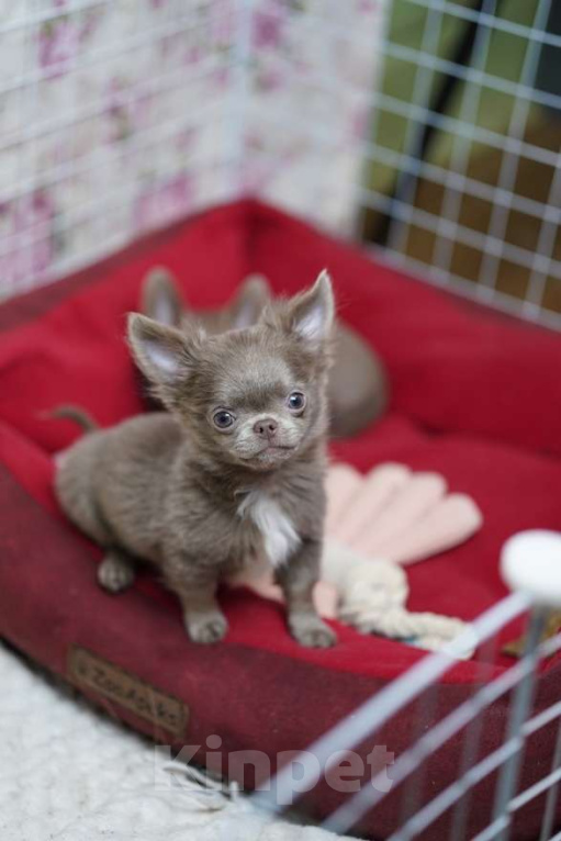 Собаки в Москве: Чихуахуа лиловый парень Мальчик, 70 000 руб. - фото 1