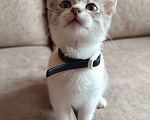 Кошки в Москве: Котенок Лора в дар Девочка, Бесплатно - фото 3