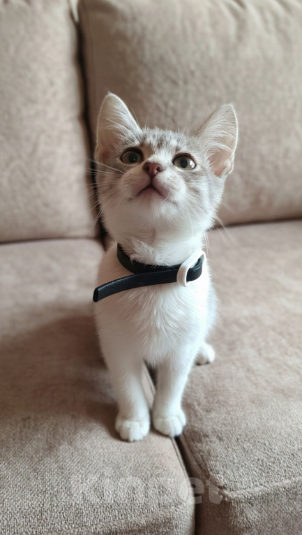 Кошки в Москве: Котенок Лора в дар Девочка, Бесплатно - фото 3