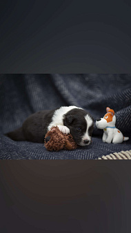 Австралийская овчарка щенок мальчик черный триколор