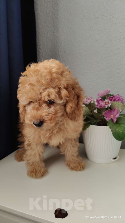 Собаки в Мытищах: Миниатюрный пудель Абель Девочка, 90 000 руб. - фото 4