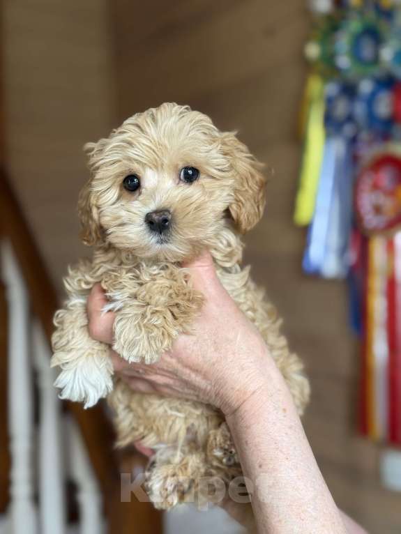 Собаки в Новосибирске: Щенки мальтипу Мальчик, 90 000 руб. - фото 3