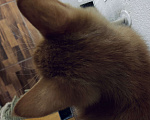 Кошки в Ковровом: Котёнок в добрые руки Мальчик, Бесплатно - фото 2