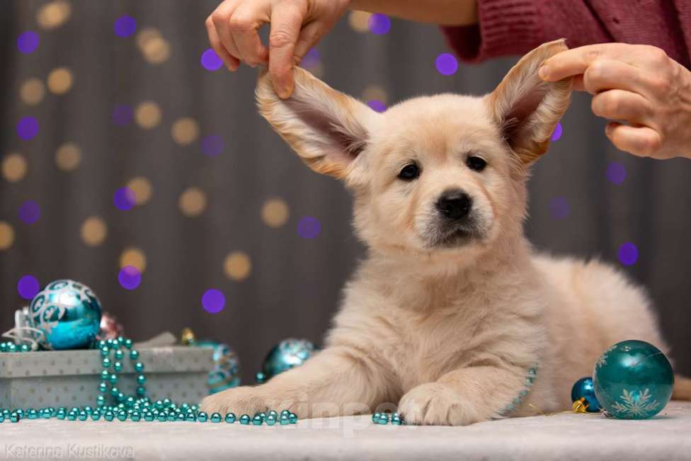 Собаки в Москве: Щенок золотистого ретривера Мальчик, Бесплатно - фото 2