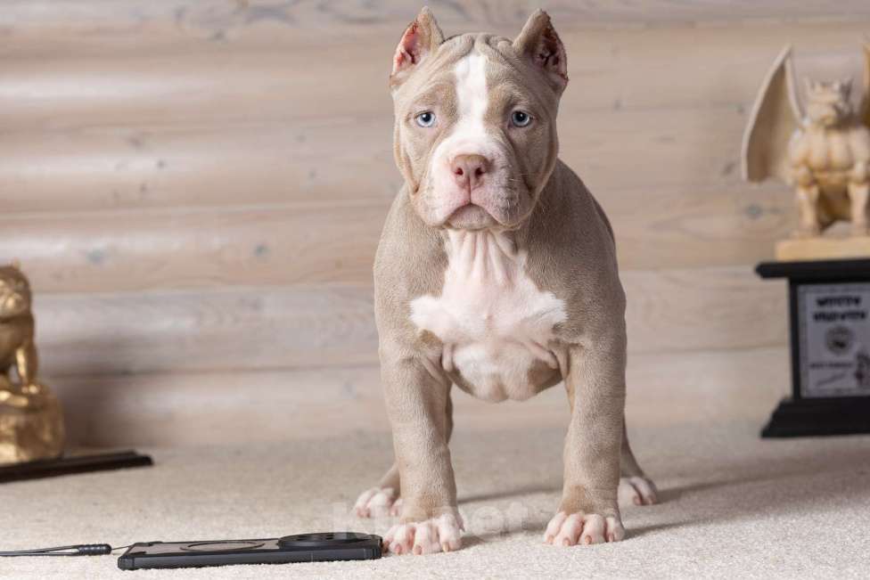 Собаки в Королеве: Американский булли Девочка, 150 000 руб. - фото 2