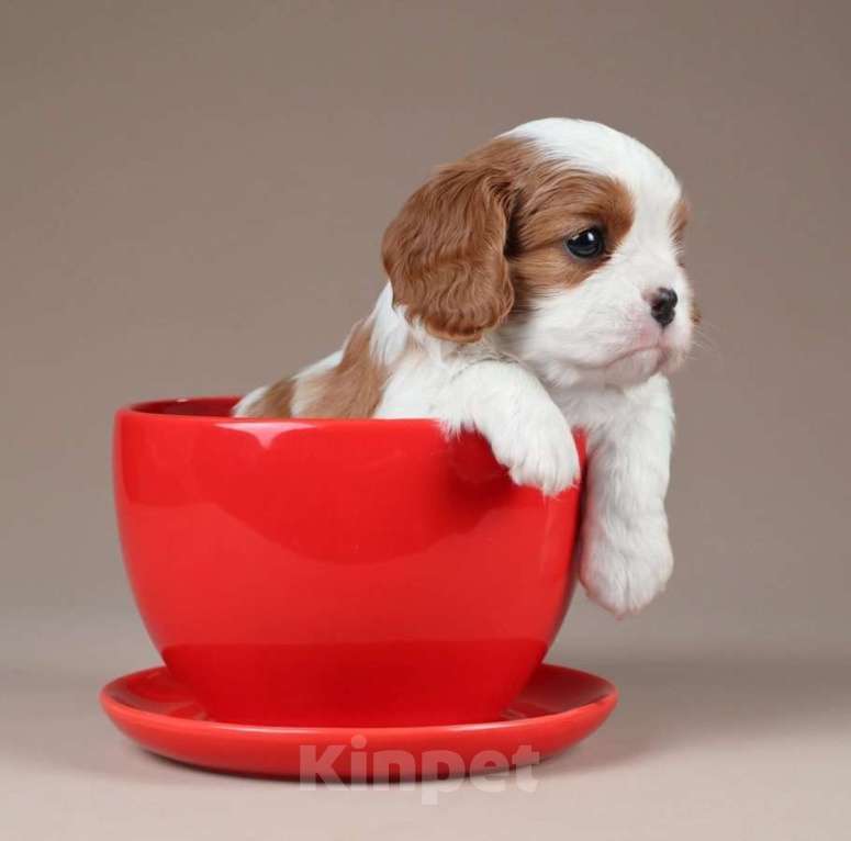 Собаки в Санкт-Петербурге: Мальчик, Кавалер Кинг Чарльз Спаниель Мальчик, 80 000 руб. - фото 1