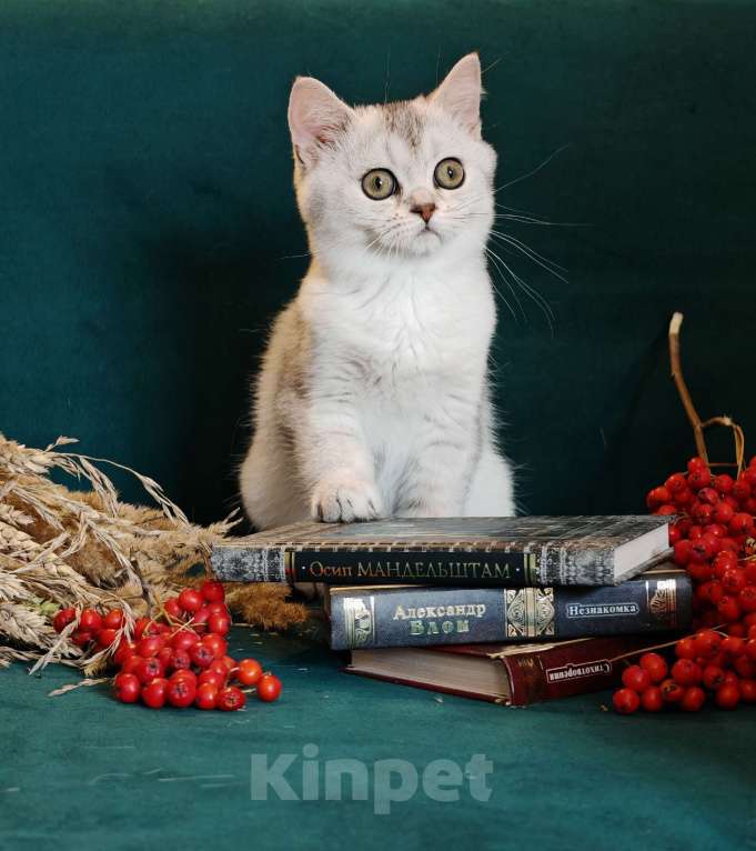 Кошки в Москве: Породистые шотландские котята Девочка, 55 000 руб. - фото 4