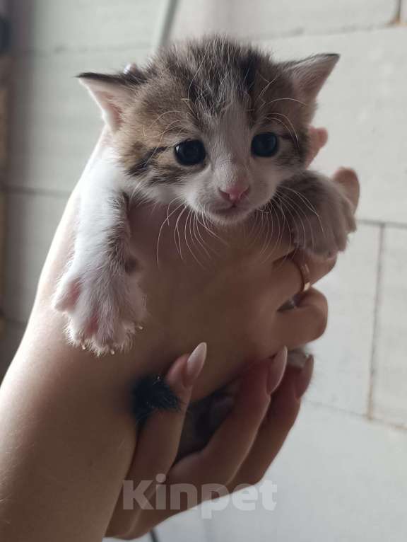 Кошки в других городах Московской области: Милый полосатик ищет любящих родителей и комфортный дом Мальчик, Бесплатно - фото 2