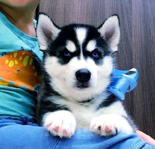 Собаки в Королеве: Хаски Щенки Разных окрасов Разнополые, Бесплатно - фото 1