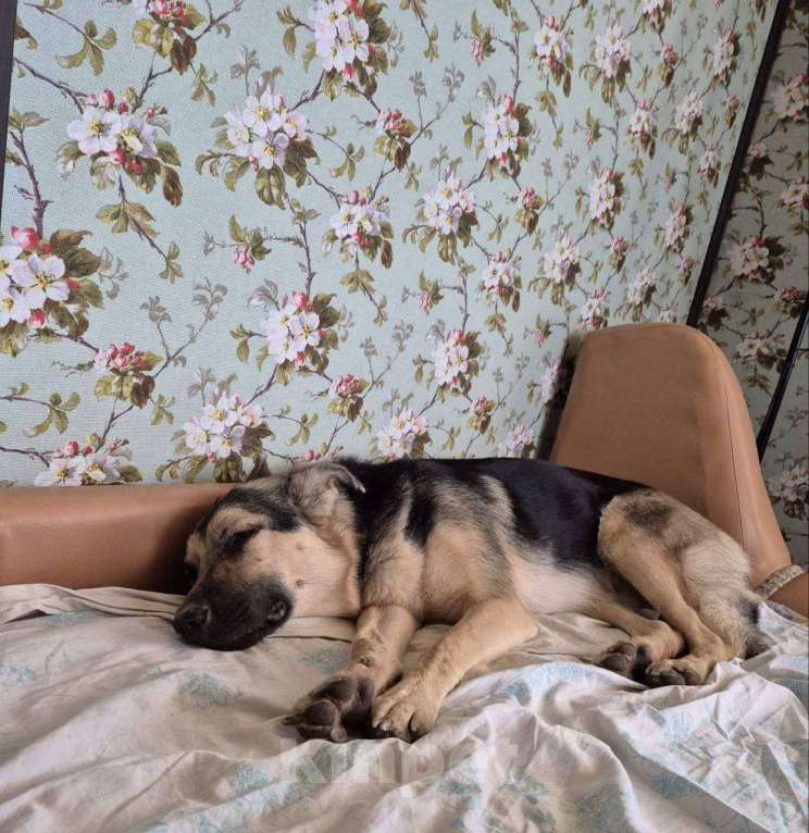 Собаки в Москве: Рокси очень нужен дом Девочка, Бесплатно - фото 4