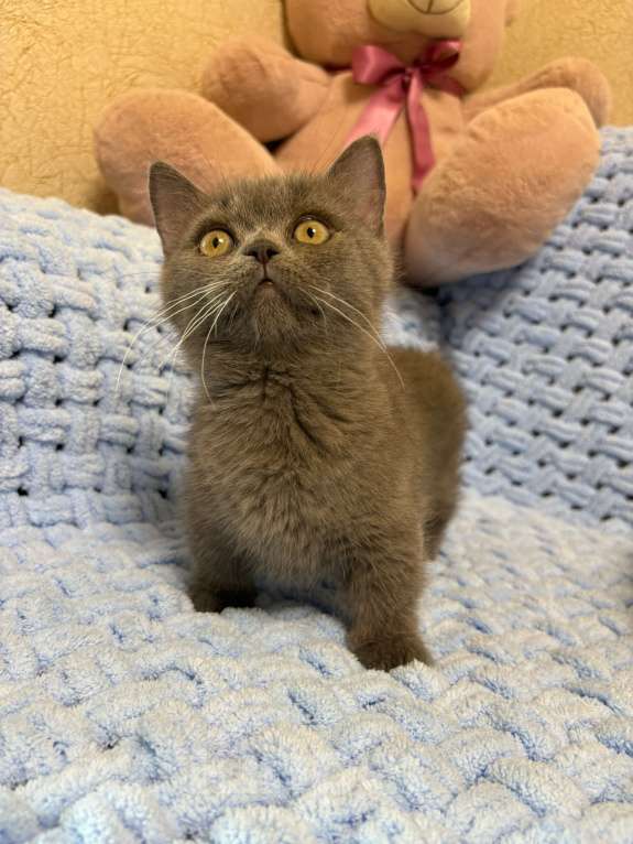 Кошки в Москве: Манчкин менуэт DBE Девочка, 100 000 руб. - фото 7