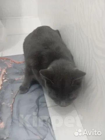 Кошки в Ханты-Мансийске: Шотландский прямоухий длинношёрстный, взрослый кот Мальчик, Бесплатно - фото 5