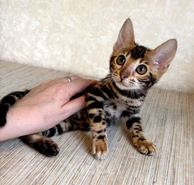 Кошки в Москве: Клубные бенгальские котята - девочка Девочка, 35 000 руб. - фото 1