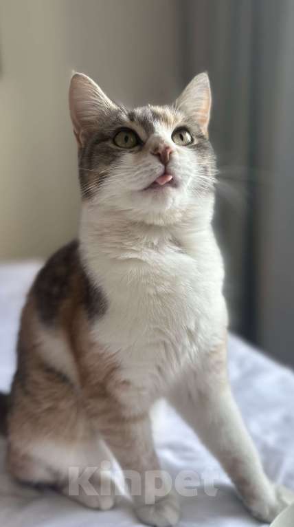 Кошки в Москве: Сладкая Карамелька в дар  Девочка, Бесплатно - фото 6