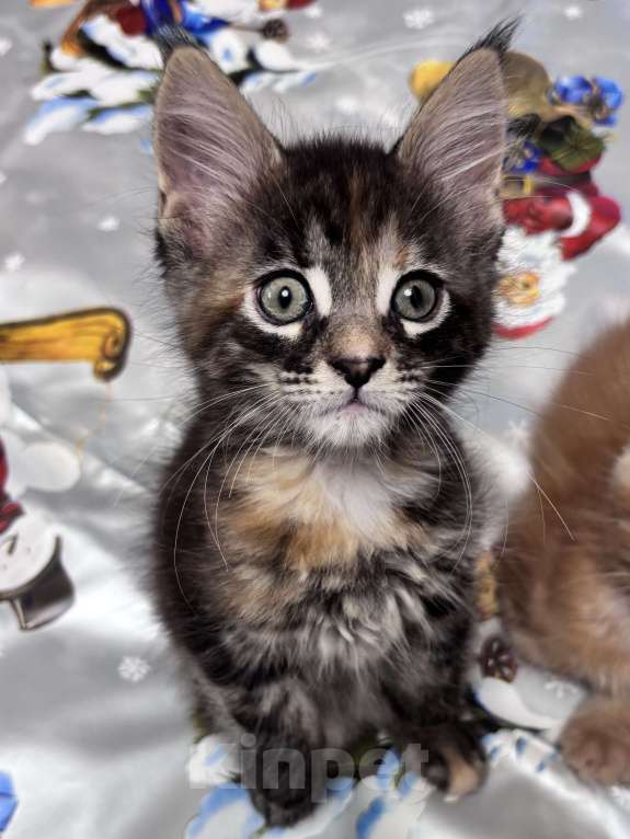 Кошки в Петергофе: Девулечка любопытинка Девочка, 40 000 руб. - фото 6