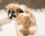 Собаки в других городах Московской области: Щенок в добрые руки Девочка, Бесплатно - фото 2