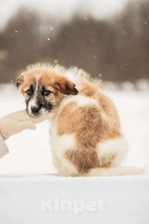 Собаки в других городах Московской области: Щенок в добрые руки Девочка, Бесплатно - фото 2
