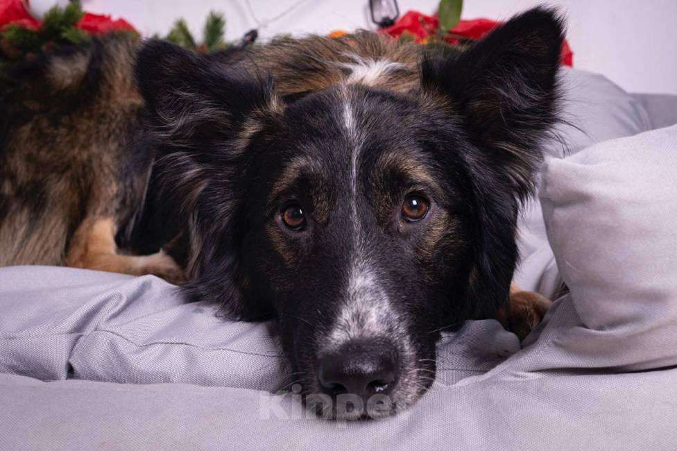 Собаки в Москве: Фил — пёс с судьбой, достойной книги Мальчик, Бесплатно - фото 1