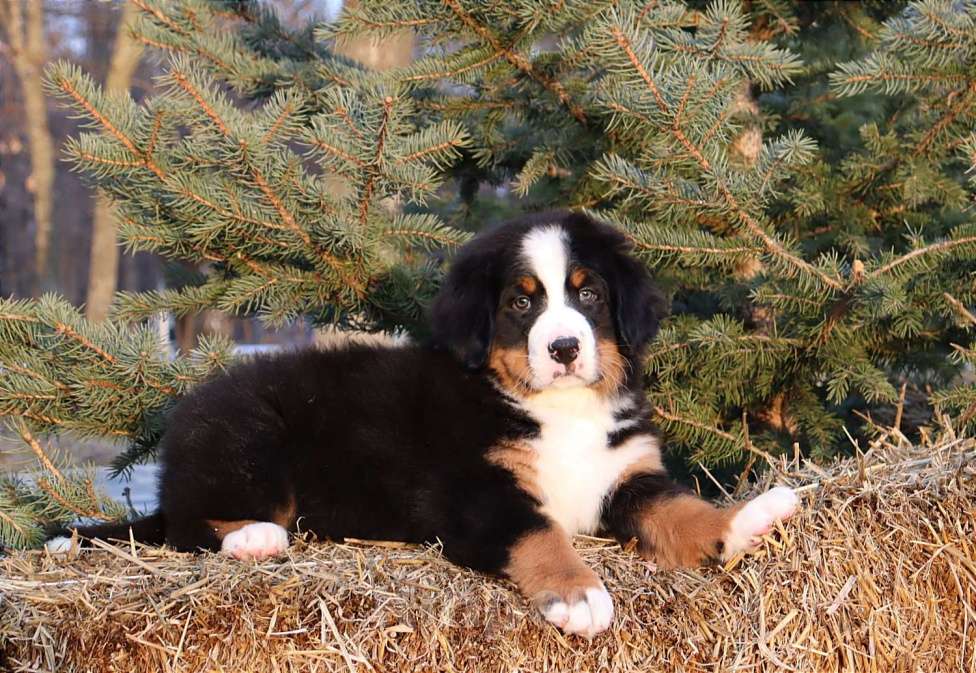 Собаки в Москве: Щенок Бернский зенненхунд Мальчик, Бесплатно - фото 2