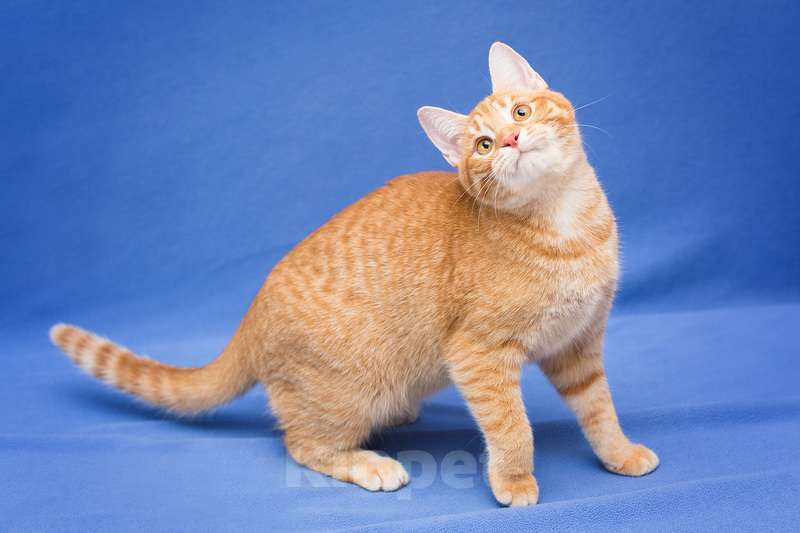 Кошки в Москве: Рыжий котенок Чери в добрые руки Девочка, 1 руб. - фото 5