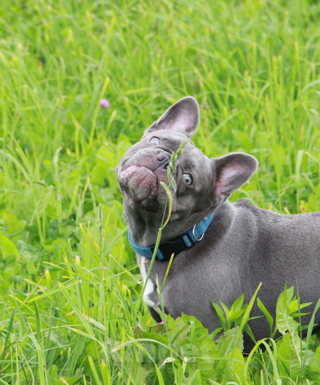 Собаки в Москве: Девочка французского бульдога, окрас Какао с подпалом. Девочка, 70 000 руб. - фото 5