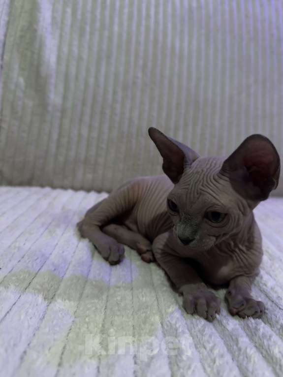 Кошки в других городах Московской области: Канадский сфинкс котенок мальчик Мальчик, 25 000 руб. - фото 2