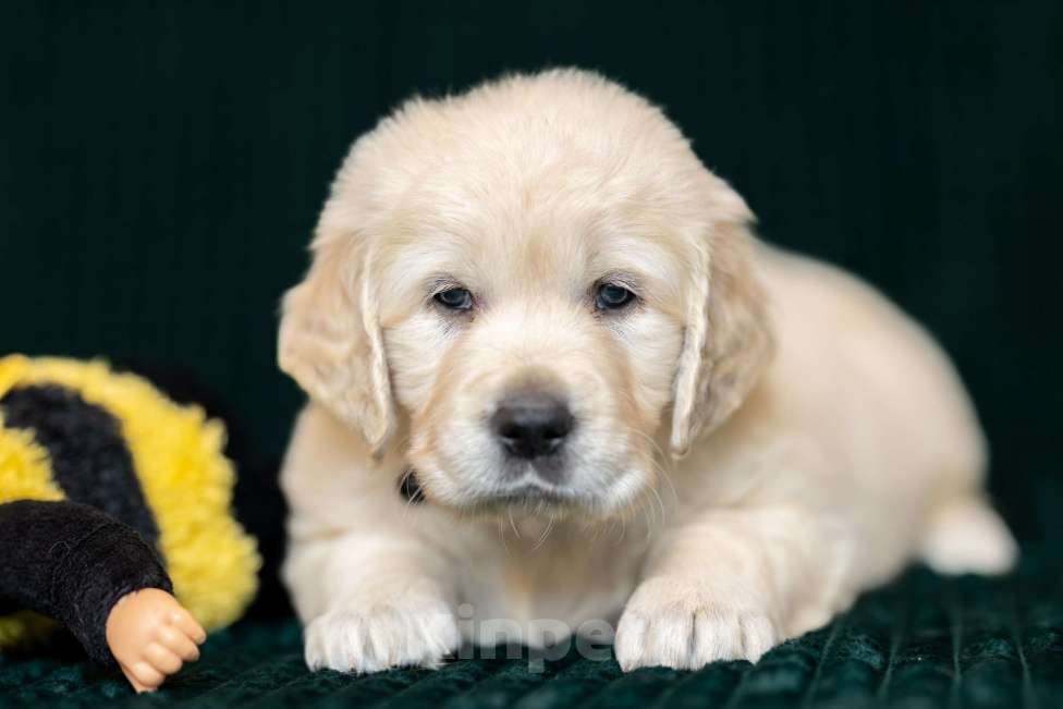 Собаки в других городах Московской области: золотистые ретриверы Мальчик, 120 000 руб. - фото 3