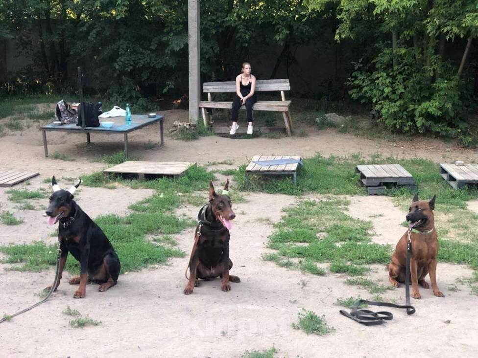 Собаки в Москве: Тайский риджбек для вязки Мальчик, 40 руб. - фото 4