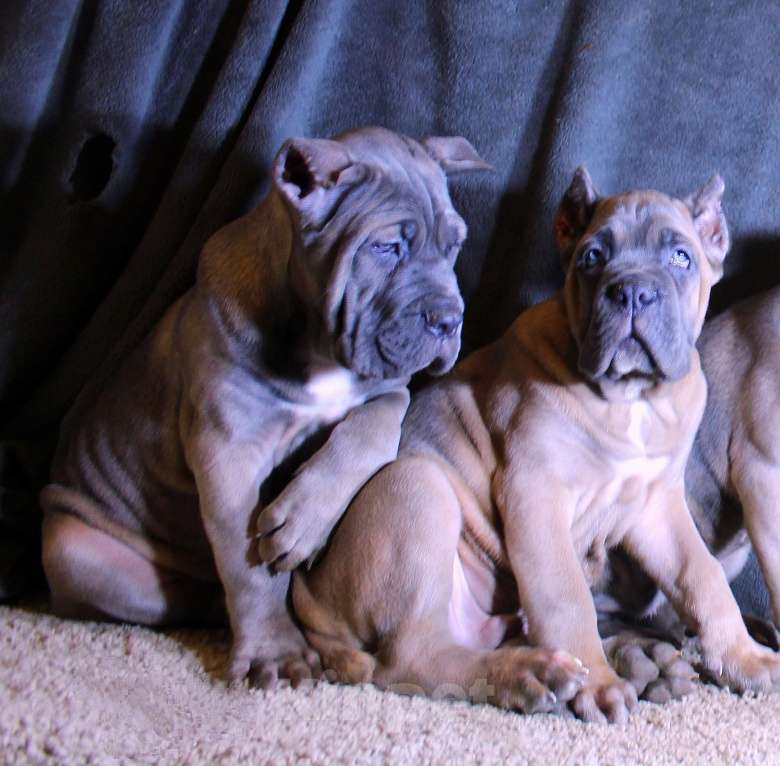 Собаки в Москве: Кане корсо - дети Мальчик, 80 000 руб. - фото 3