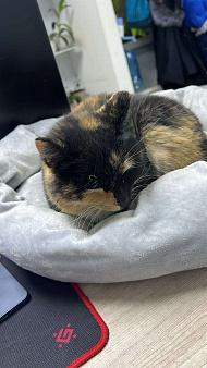 отдам в добрые руки 