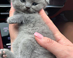 Кошки в Малмыже: Продаю котят, 6 000 руб. - фото 4
