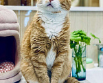 Кошки в Москве: Брутальному рыжему котику Леве нужен дом. Мальчик, Бесплатно - фото 4