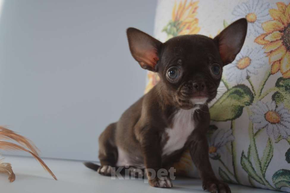Собаки в Екатеринбурге: щенки чихуахуа Разнополые, 25 000 руб. - фото 3