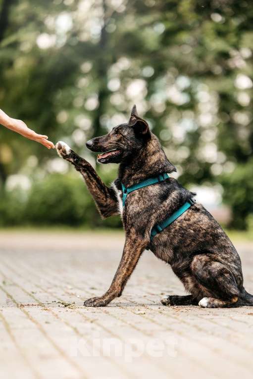 Собаки в Москве: Тигровый Орео в добрые руки Мальчик, Бесплатно - фото 5