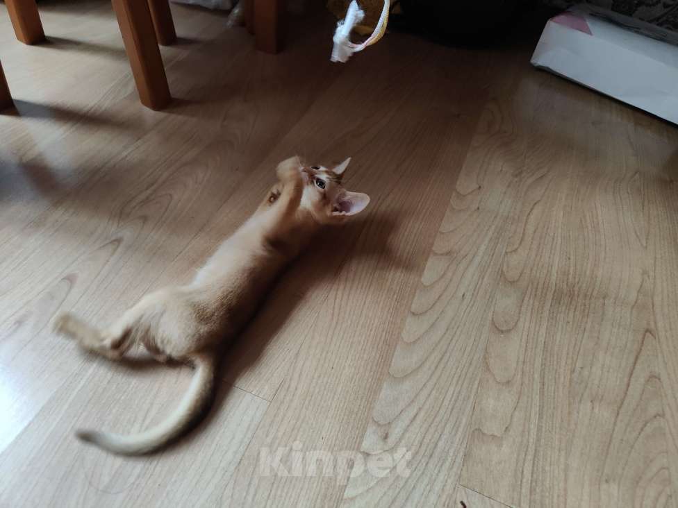 Кошки в Красноярске: Продам котенка Девочка, 30 000 руб. - фото 2