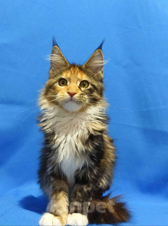 Кошки в Москве: Котенок Мейн-Кун Девочка Девочка, 47 000 руб. - фото 5