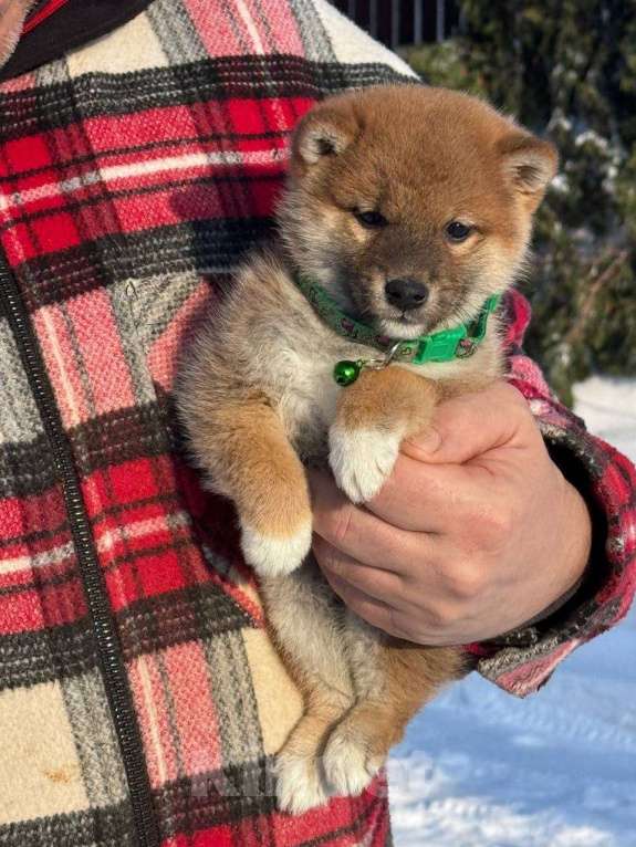 Собаки в Москве: Сиба-ину мальчик Мальчик, 50 000 руб. - фото 3