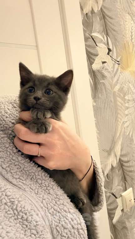 Кошки в Москве: Котята в добрые ответственные руки Девочка, Бесплатно - фото 1