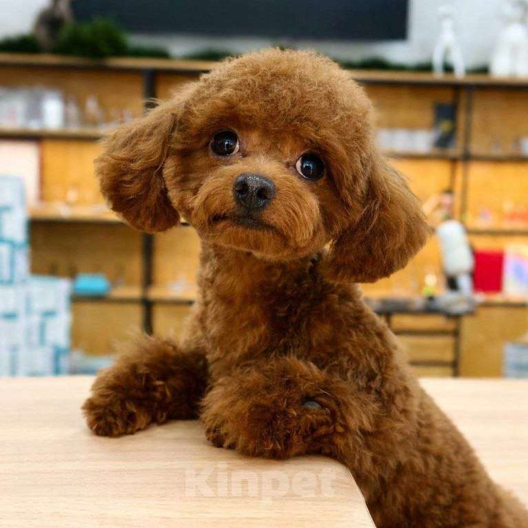 Собаки в Москве: Тедди пудель Мальчик, 90 000 руб. - фото 5