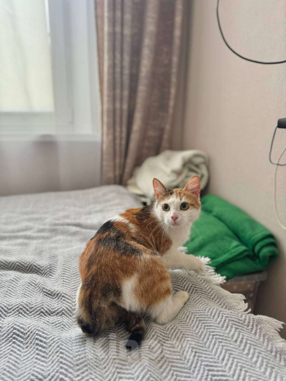 Кошки в Москве: Сладкая Дофаминка ищет семью Девочка, Бесплатно - фото 2